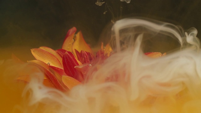 橙色非洲菊花与白色墨水流动水下视频下载