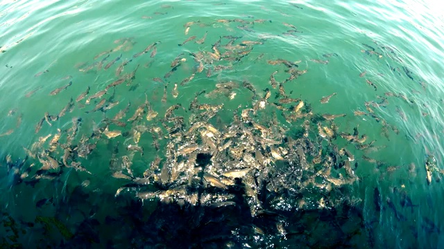 在海里喂养鱼群视频素材