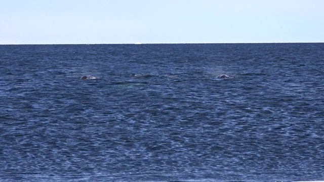 一群独角鲸在加拿大巴芬岛海军部湾的浮冰边缘捕猎北极焦鲸。视频素材