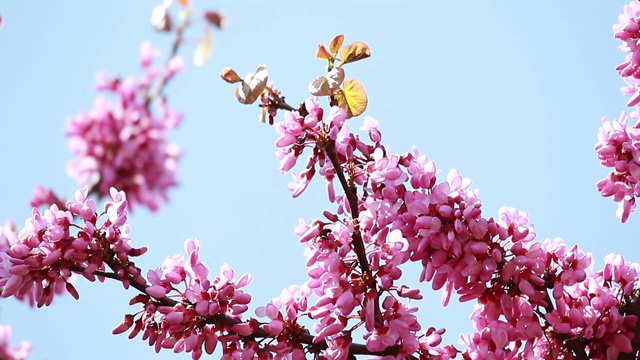 粉红色春天花的特写分枝犹大树(sililiquastrum)。视频素材