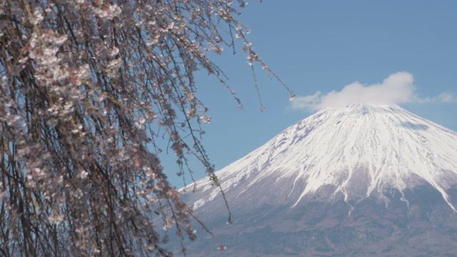 富士山上哭泣的樱花(延时拍摄/平移)视频素材