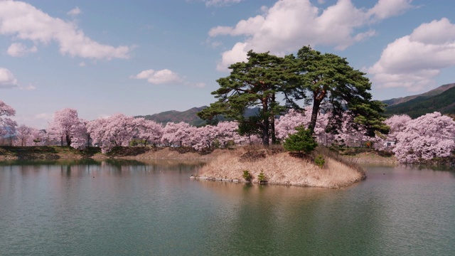 樱花和松树倒映在池中(延时/平移)视频素材