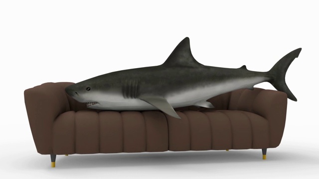 舒适的沙发。如果鲨鱼可以，他就会躺在上面视频下载