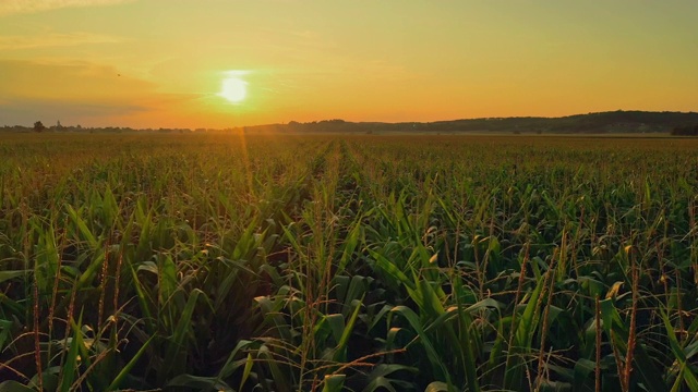 日落时空中的玉米地视频素材