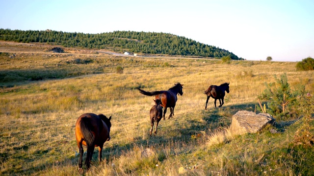 马家族在山上的草地上奔跑和吃草视频素材