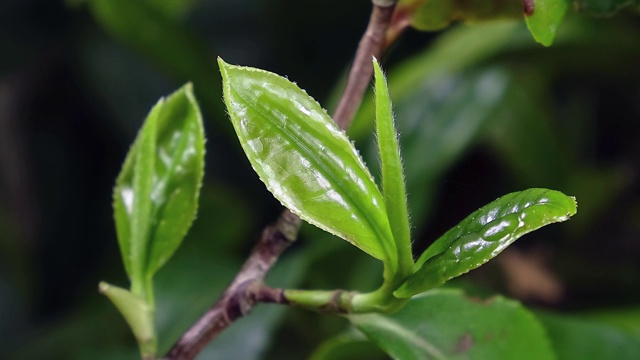 茶树露出叶子视频素材