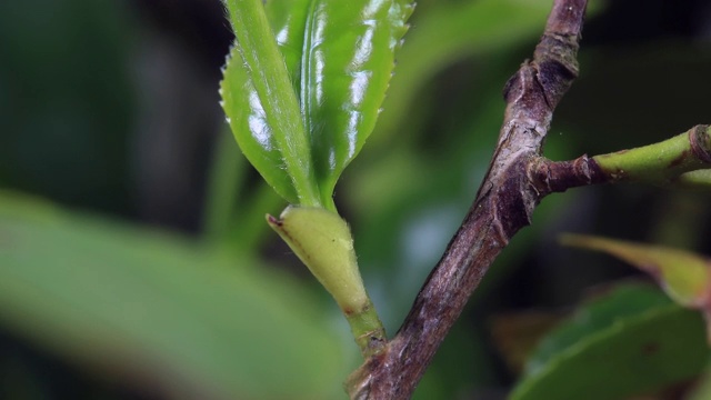 茶树露出叶子视频素材