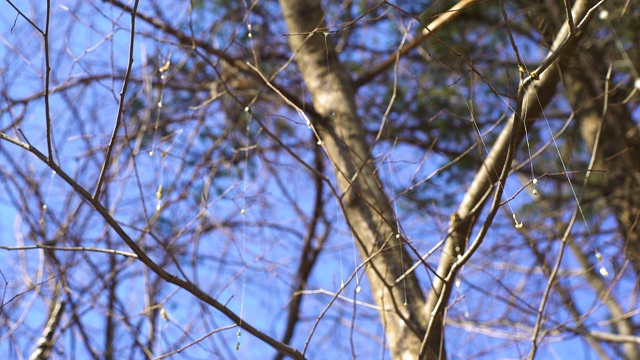 槲寄生的种子在一缕粘稠的液体中，同时挂在树上视频素材