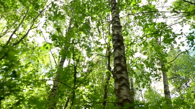 镜头穿过森林，抬头望着从树林中穿过的太阳视频素材