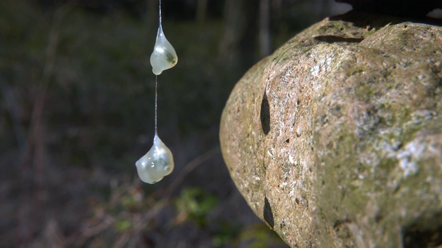 槲寄生的种子粘在一缕液体石塔上视频素材