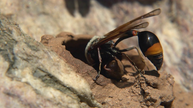 用泥土筑巢的黄蜂视频素材