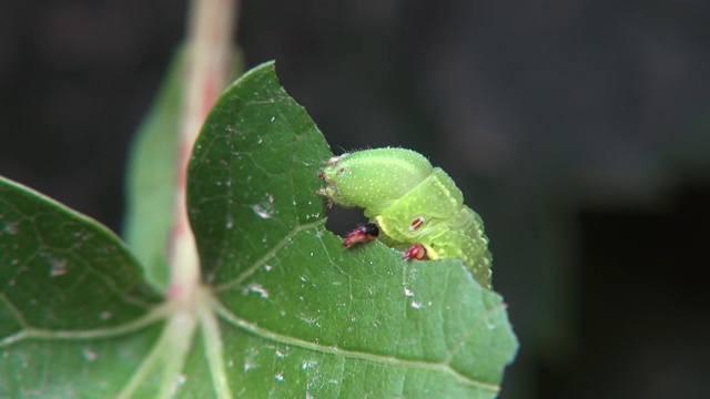 吃叶子的鹰蛾的毛虫视频素材