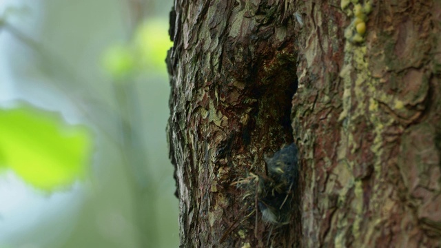欧亚侏儒猫头鹰-蓝毛鸮在夏天从森林里的巢洞看。一种小型的欧洲猫头鹰，从巢洞中寻找食物(捕猎猎物)并飞行。视频素材