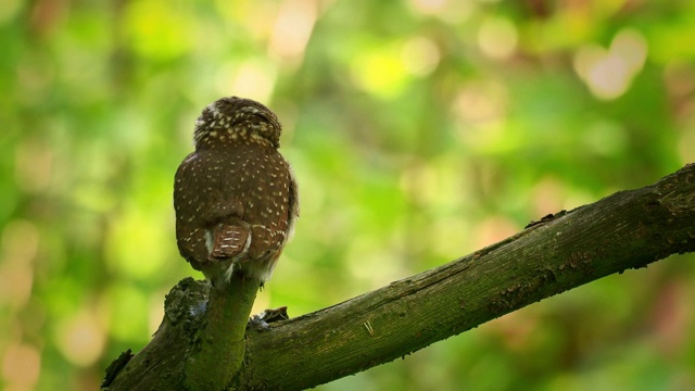 夏季栖息在森林中绿色背景的树枝上的欧亚侏儒猫头鹰。小欧洲猫头鹰清洁羽毛，拉屎和旋转头环顾四周。视频素材