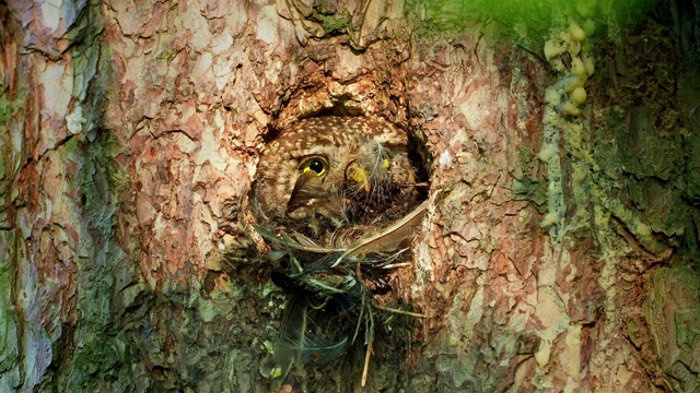 欧亚侏儒鸮从森林里的巢洞向外看。一种小型的欧洲猫头鹰，从巢洞里望出去，面对面地和眼睛扫视猎物。视频素材