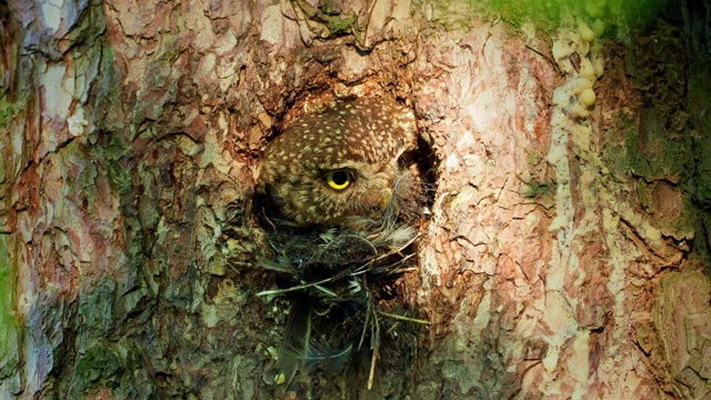 欧亚侏儒鸮从森林里的巢洞向外看。一种小型的欧洲猫头鹰，从巢洞里望出去，面对面地和眼睛扫视猎物。视频素材