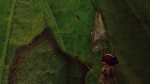 食蚜蝇蜕皮视频素材