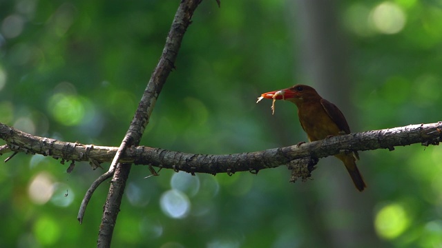 一只翠鸟叼着食物坐在树枝上视频素材