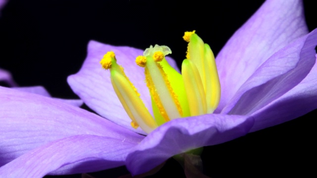 亚洲双叶(杰佛尼亚)花粉管生长视频下载