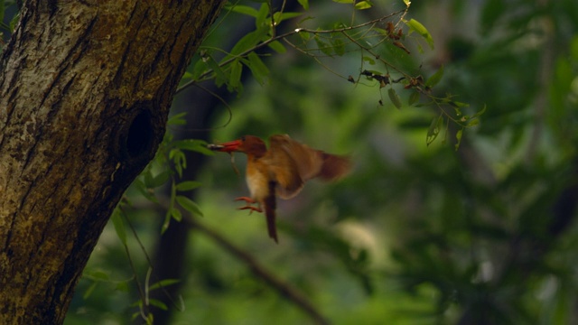 一只翠鸟飞向它在橡树上的巢视频素材