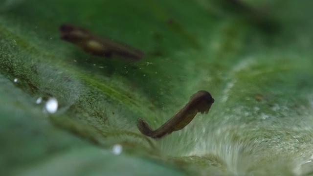 窄嘴蛙在荷叶上产卵视频素材