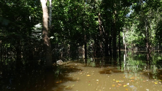 亚马逊湿地的跟踪拍摄(igarape和Igapo)视频素材