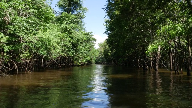 亚马逊湿地的跟踪拍摄(igarape和Igapo)视频素材