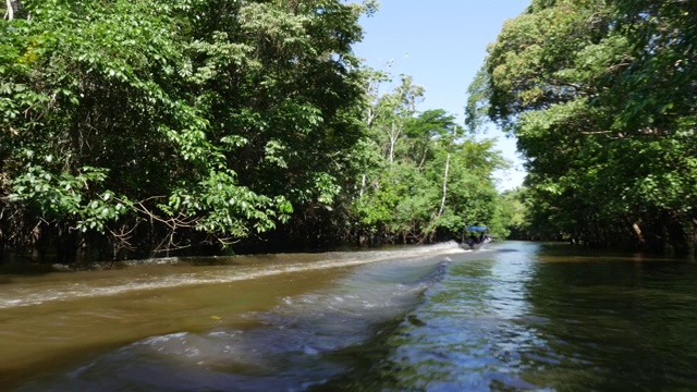亚马逊湿地的跟踪拍摄(igarape和Igapo)视频下载