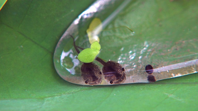 小口蛙蝌蚪在荷叶上游泳视频素材