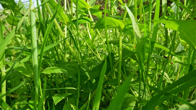 在一个阳光明媚的日子里，在茂密的绿色植物和草中穿行。微距镜头,UHD视频素材