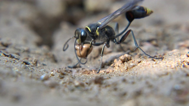 飞蛾黄蜂带着泥球飞着筑巢视频素材