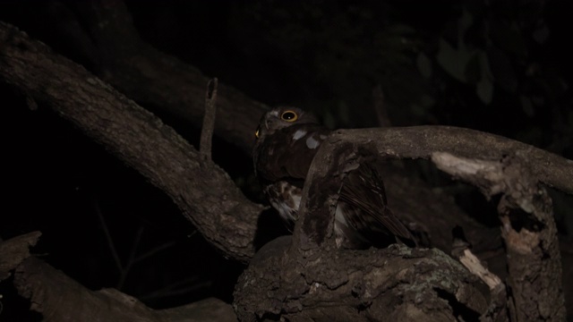 棕色鹰鸮(Ninox sculata)环顾四周视频素材