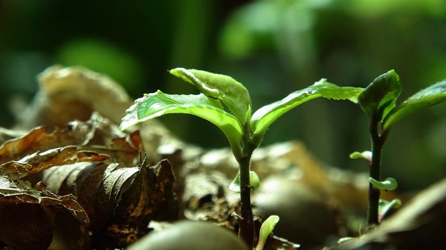 茶树幼苗在叶子上吸收水分视频素材