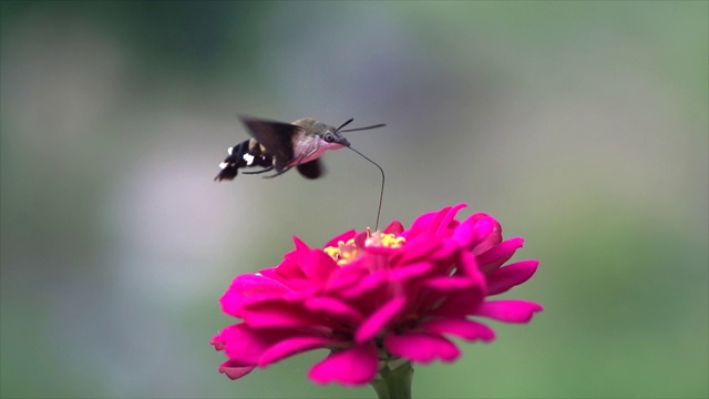 蜂鸟飞蛾(巨舌飞蛾)在吮吸花蜜视频下载