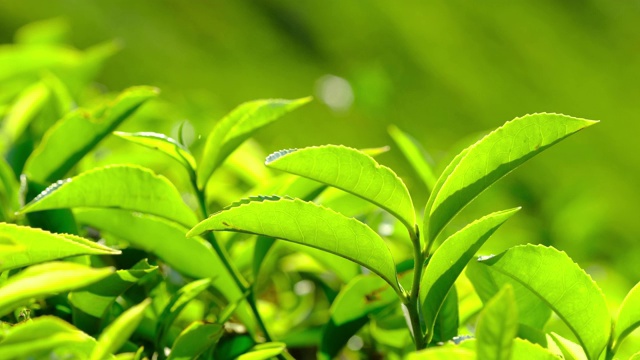 印度喀拉拉邦穆纳尔茶园的新鲜绿茶叶子。视频素材