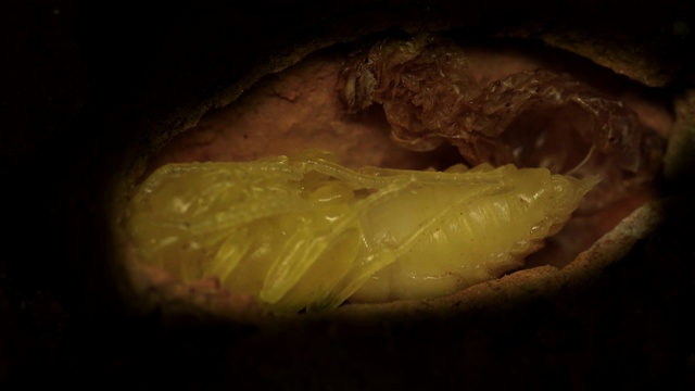 蜜蜂蜕皮的蛹视频素材