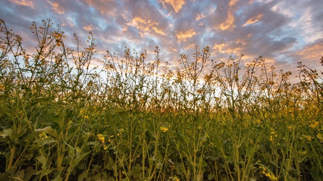 乡间油菜籽田上的云图视频素材