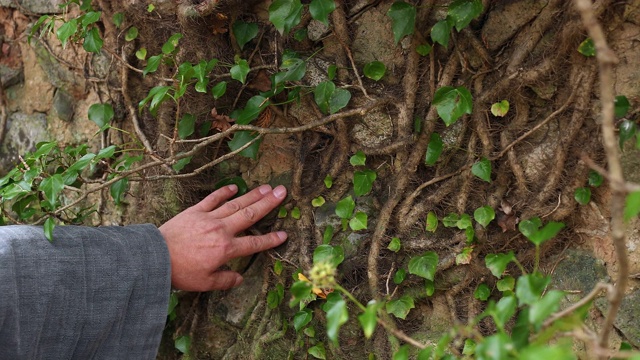 触根的藤蔓生长在墙上视频素材