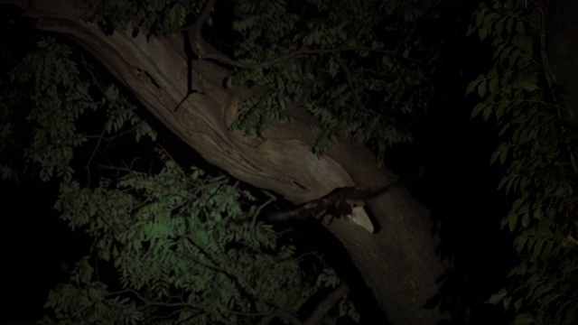 棕鹰鸮(Ninox scululata)正朝巢走去视频素材