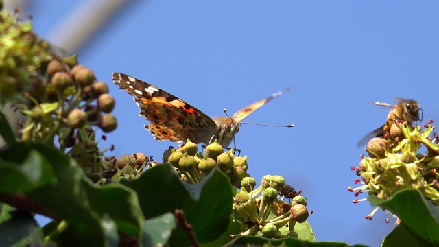 各种昆虫吃常春藤花的花蜜视频素材