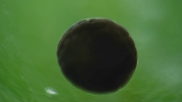 窄口蛙(北方挖蛙)产卵生长在荷叶上视频下载