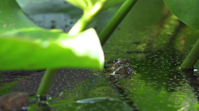 池塘里的窄嘴蛙(北方挖蛙)视频素材