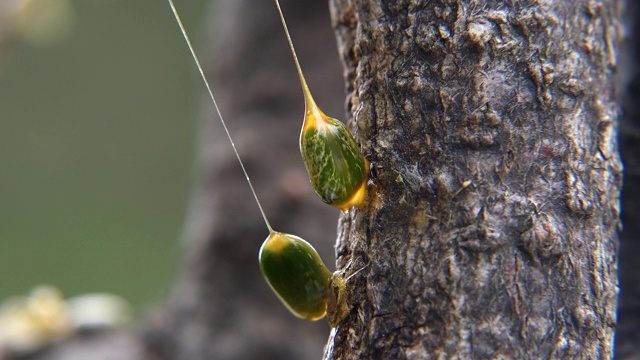 槲寄生的种子在一缕粘稠的液体中附着在树上视频素材