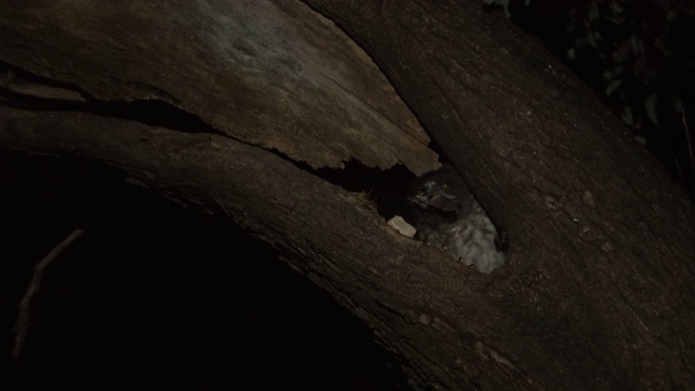 棕色猫头鹰妈妈(Ninox scuulata)正在喂养它的孩子视频素材