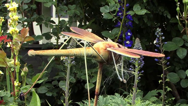 花园里的蜻蜓视频下载