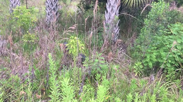 嘴里叼着死去的斑点小鹿的短吻鳄，在棕榈丛中行走视频下载
