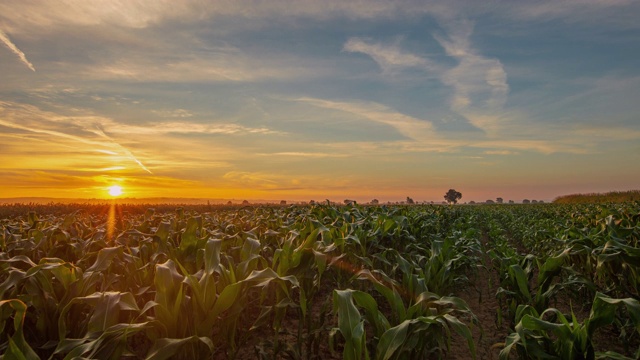 太阳升起时的玉米田视频素材