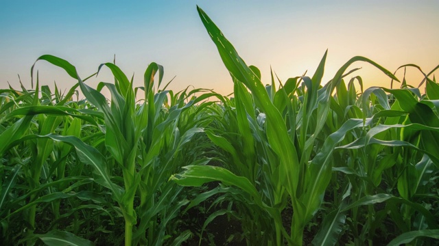太阳升起时的玉米和小麦田视频下载