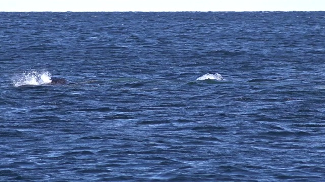 近距离观看一群独角鲸狩猎北极char附近的浮冰边缘，海军湾，巴芬岛，加拿大。视频素材