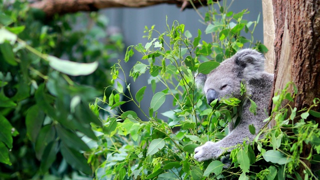 澳大利亚的考拉熊正在吃新鲜的桉树叶视频素材